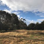 Fulton Tree Maintenance project in Werribee