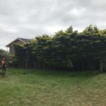 Portarlington waterfront tree removal