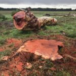 300-year-old red gum tree removal