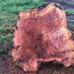 300-year-old red gum tree removal project