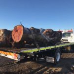 tree removal project - 300-year-old red gum