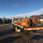 tree removal of 300-year-old red gum